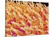 Tongue filiform papillae of a rabbit magnified x200-Micro Discovery-Stretched Canvas