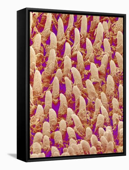 Tongue filiform papillae of a rabbit magnified x300-Micro Discovery-Framed Stretched Canvas