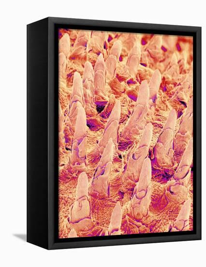 Tongue filiform papillae of a rabbit magnified x300-Micro Discovery-Framed Stretched Canvas