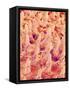 Tongue filiform papillae of a rabbit magnified x300-Micro Discovery-Framed Stretched Canvas