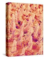 Tongue filiform papillae of a rabbit magnified x300-Micro Discovery-Stretched Canvas