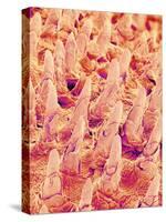 Tongue filiform papillae of a rabbit magnified x300-Micro Discovery-Stretched Canvas