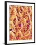 Tongue filiform papillae of a rabbit magnified x300-Micro Discovery-Framed Premium Photographic Print