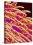 Tongue filiform papillae of a rabbit magnified x300-Micro Discovery-Stretched Canvas