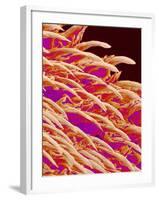 Tongue filiform papillae of a rabbit magnified x300-Micro Discovery-Framed Photographic Print