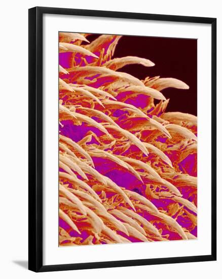 Tongue filiform papillae of a rabbit magnified x300-Micro Discovery-Framed Photographic Print