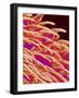 Tongue filiform papillae of a rabbit magnified x300-Micro Discovery-Framed Photographic Print