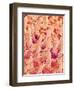 Tongue filiform papillae of a rabbit magnified x300-Micro Discovery-Framed Photographic Print