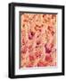 Tongue filiform papillae of a rabbit magnified x300-Micro Discovery-Framed Photographic Print