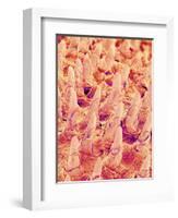 Tongue filiform papillae of a rabbit magnified x300-Micro Discovery-Framed Photographic Print