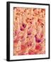 Tongue filiform papillae of a rabbit magnified x300-Micro Discovery-Framed Photographic Print