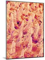 Tongue filiform papillae of a rabbit magnified x300-Micro Discovery-Mounted Photographic Print