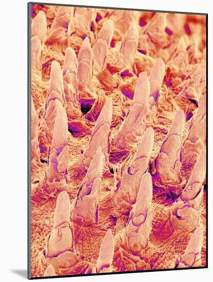 Tongue filiform papillae of a rabbit magnified x300-Micro Discovery-Mounted Photographic Print