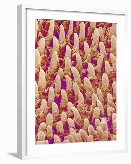 Tongue filiform papillae of a rabbit magnified x300-Micro Discovery-Framed Photographic Print