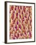 Tongue filiform papillae of a rabbit magnified x300-Micro Discovery-Framed Photographic Print