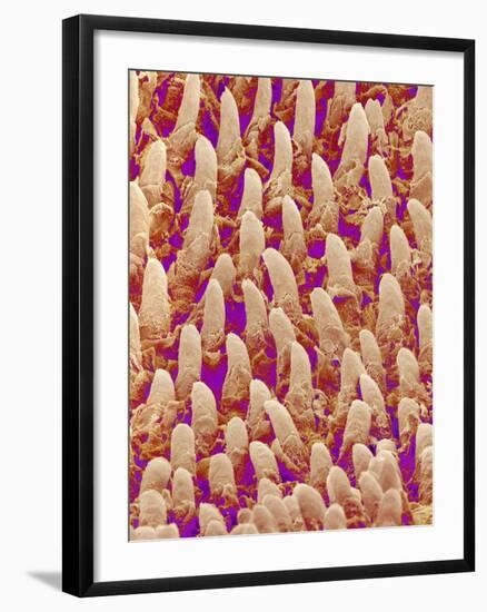 Tongue filiform papillae of a rabbit magnified x300-Micro Discovery-Framed Photographic Print