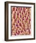 Tongue filiform papillae of a rabbit magnified x300-Micro Discovery-Framed Photographic Print