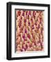 Tongue filiform papillae of a rabbit magnified x300-Micro Discovery-Framed Photographic Print