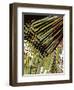 Tongue In Cheek One-Ruth Palmer-Framed Art Print