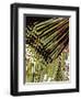 Tongue In Cheek One-Ruth Palmer-Framed Art Print