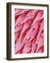 Tongue of a Rat-Micro Discovery-Framed Photographic Print