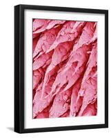 Tongue of a Rat-Micro Discovery-Framed Photographic Print