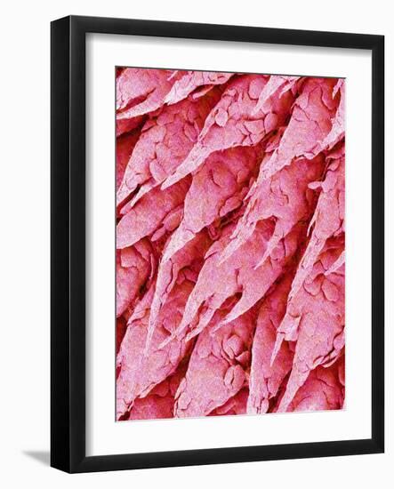 Tongue of a Rat-Micro Discovery-Framed Photographic Print