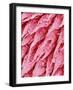 Tongue of a Rat-Micro Discovery-Framed Photographic Print