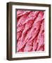 Tongue of a Rat-Micro Discovery-Framed Photographic Print