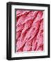 Tongue of a Rat-Micro Discovery-Framed Photographic Print