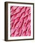 Tongue of a Rat-Micro Discovery-Framed Photographic Print