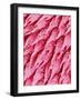 Tongue of a Rat-Micro Discovery-Framed Photographic Print