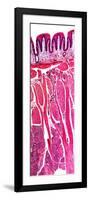 Tongue Section, Light Micrograph-Dr. Keith Wheeler-Framed Photographic Print