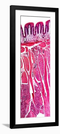 Tongue Section, Light Micrograph-Dr. Keith Wheeler-Framed Photographic Print