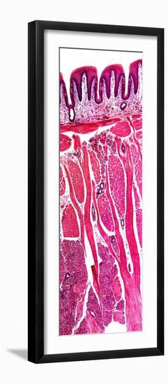 Tongue Section, Light Micrograph-Dr. Keith Wheeler-Framed Photographic Print