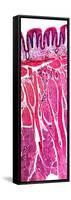 Tongue Section, Light Micrograph-Dr. Keith Wheeler-Framed Stretched Canvas