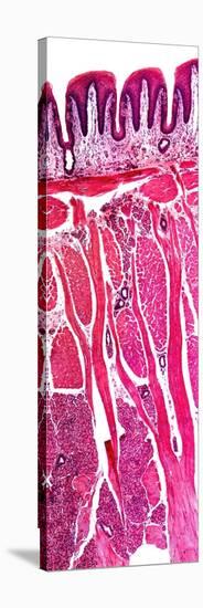 Tongue Section, Light Micrograph-Dr. Keith Wheeler-Stretched Canvas