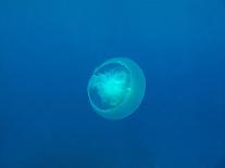 Moon Jellyfish-tonguy324-Photographic Print