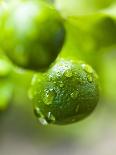 Unripe Oranges with Drops of Water-Toni Eichhorn-Stretched Canvas