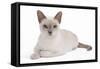 Tonkinese Cat Lilac in Studio-null-Framed Stretched Canvas