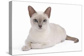 Tonkinese Cat Lilac in Studio-null-Stretched Canvas