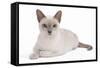 Tonkinese Cat Lilac in Studio-null-Framed Stretched Canvas