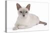 Tonkinese Cat Lilac in Studio-null-Stretched Canvas