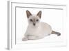 Tonkinese Cat Lilac in Studio-null-Framed Photographic Print