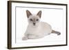 Tonkinese Cat Lilac in Studio-null-Framed Photographic Print