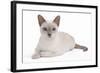 Tonkinese Cat Lilac in Studio-null-Framed Photographic Print