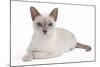 Tonkinese Cat Lilac in Studio-null-Mounted Photographic Print