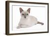 Tonkinese Cat Lilac in Studio-null-Framed Photographic Print