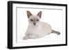 Tonkinese Cat Lilac in Studio-null-Framed Photographic Print