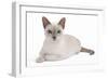 Tonkinese Cat Lilac in Studio-null-Framed Photographic Print